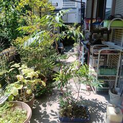 植木　盆栽鉢　カレーの木の画像