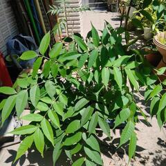 植木　盆栽鉢　カレーの木の画像