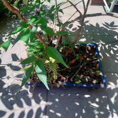 植木　盆栽鉢　カレーの木の画像