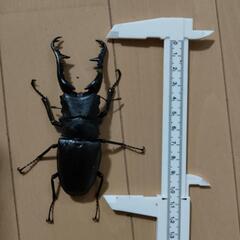 【取引決定】ギラファノコギリクワガタ②