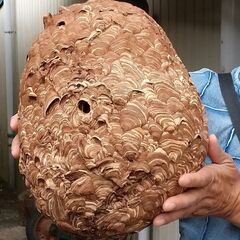 見えない場所に潜む、シロアリ・蜂・ゴキブリ等は【害虫駆除の生活レスキュー隊 千葉営業所】 - 千葉市
