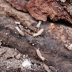 見えない場所に潜む、シロアリ・蜂・ゴキブリ等は【害虫駆除の生活レスキュー隊 千葉営業所】 - 害虫/害獣駆除