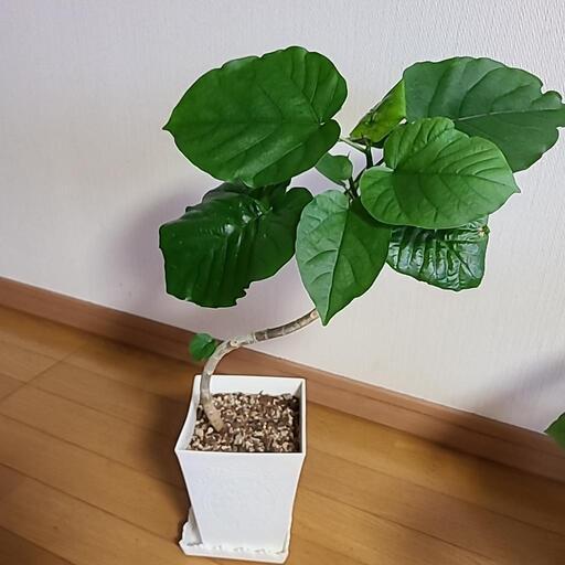 ウンベラータ③