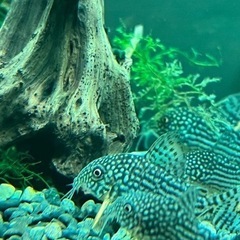コリドラス　熱帯魚