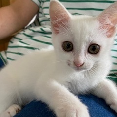 保護猫