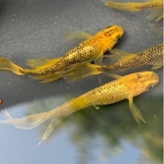 竜章鳳姿メダカ　幼魚10匹ワンセット！メダカ　めだか　睡蓮　スイ...
