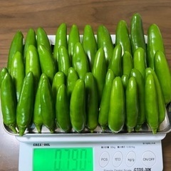 無農薬栽培 ハラペーニョ‼︎ 揖斐川産‼️