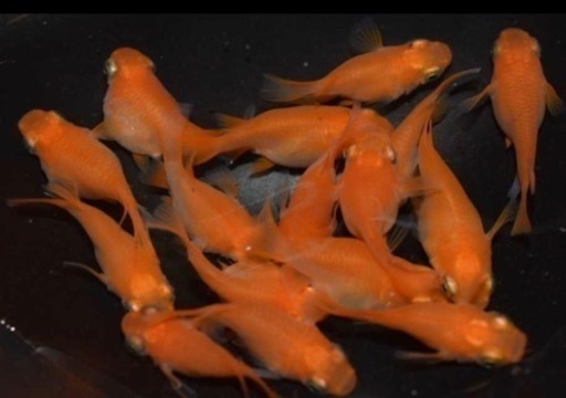 ダルマメダカ　卵　50個セット