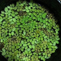 水草※サンショウモ