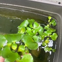 【無農薬】ホテイアオイの画像