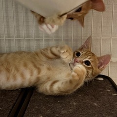 茶トラの子猫♡美猫ちゃんです