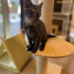 ありがとうございます！里親様決まりました！灰サビ？黒だけではない...