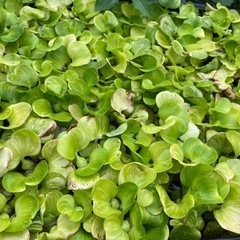 斑入りホテイソウ