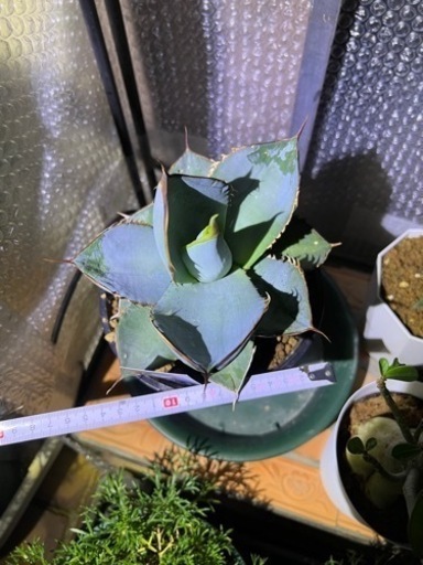 アガベ　ホワイトアイス