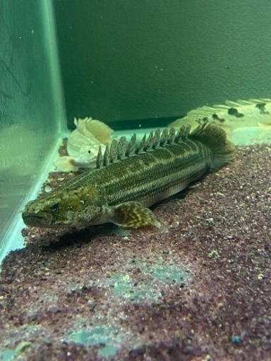 ビキールビキール　　ワイルドナイジェリアラプラティ