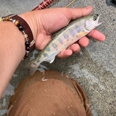 渓流釣り仲間募集