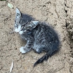 大雨土砂崩れから生き残った仔猫
