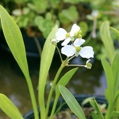 【無農薬】ナガバオモダカの画像