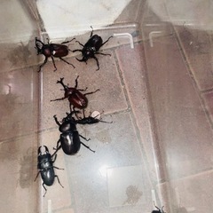 カブトムシ･ヒラタクワガタ･ノコギリクワガタ