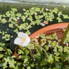 発泡スチロール箱入り　水草セットの画像