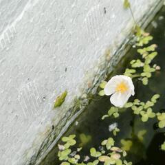 発泡スチロール箱入り　水草セットの画像