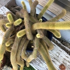 紐サボテン差し上げます。