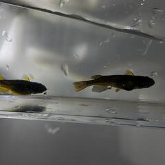 黒蜂🐝メダカ🐟️オロチ🐍めだか