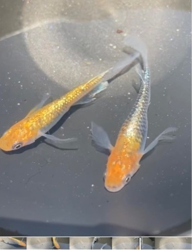 好評！藤煌メダカ　若魚10匹ワンセット！　メダカ　めだか　睡蓮　スイレン　ビオトープ