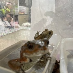 ミヤコヒキガエル（寄生虫現在済み）寄生虫いません！の画像