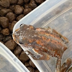 ミヤコヒキガエル（寄生虫現在済み）寄生虫いません！の画像