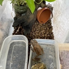 ミヤコヒキガエル（寄生虫現在済み）寄生虫いません！の画像