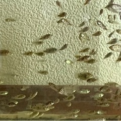 ティラピア　幼魚　20匹　2cm前後