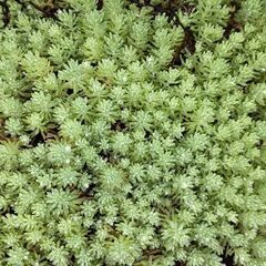 🍀 密かに人気⤴️   グランドカバーにセダム　おすすめの雑草対...