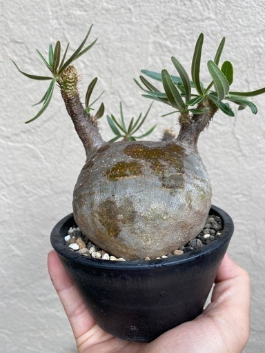 現地球　パキポディウム　グラキリス