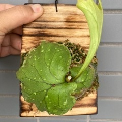 Platycerium ridleyi 2023_08