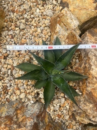 ローガン カルホーン アガベ フェロックス