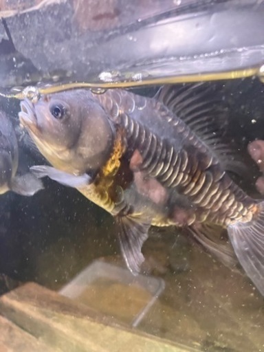金魚　青ドラゴンスケールオランダ鏡鱗