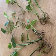 0円ポトス　水耕栽培　元気な子たちの画像