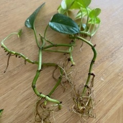 0円ポトス　水耕栽培　元気な子たちの画像