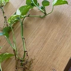0円ポトス　水耕栽培　元気な子たちの画像
