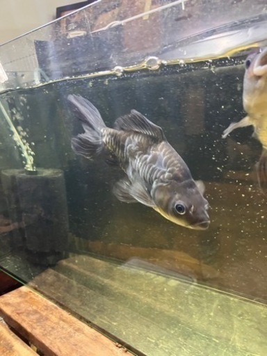 金魚　青ドラゴンスケールオランダ鏡鱗　
