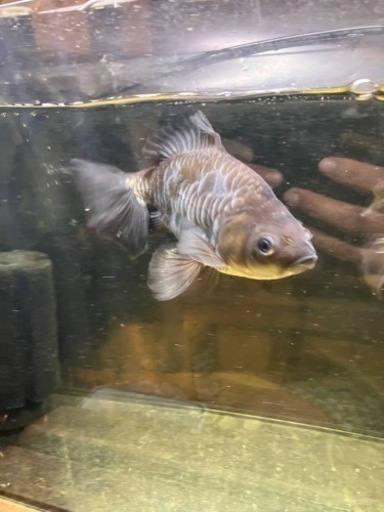金魚　青ドラゴンスケールオランダ鏡鱗　