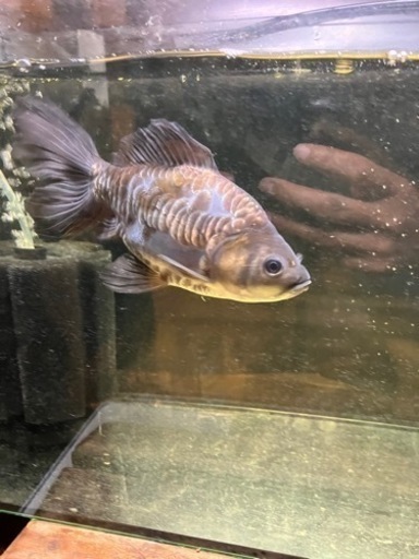 金魚　青ドラゴンスケールオランダ鏡鱗　