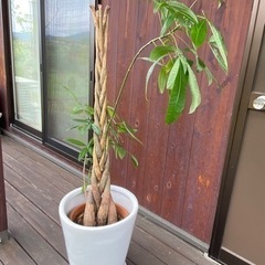 パキラ　観葉植物　鉢植え　植木鉢付きの画像