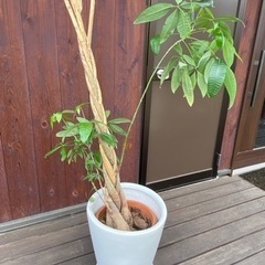 パキラ　観葉植物　鉢植え　植木鉢付きの画像