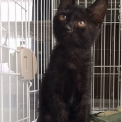 黒猫　つぐみ🐈‍⬛　トライアル中🌸
