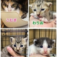 雨ファミリー☔️子猫と母の里親さん募集