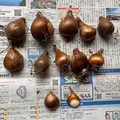 水仙球根10個＋おまけの画像