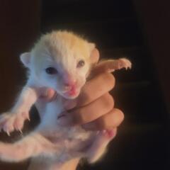 生まれたばかりの子猫です。