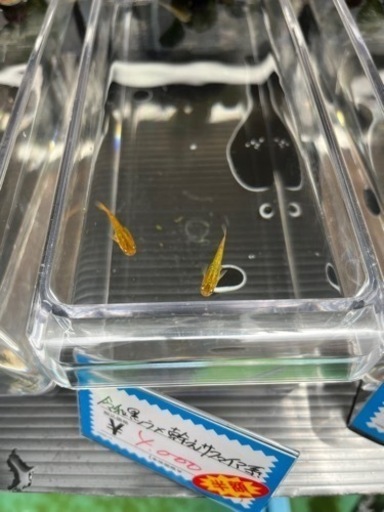 【めだか屋 全】令和黒ラメ幹之サファイア系　トリオ　半額